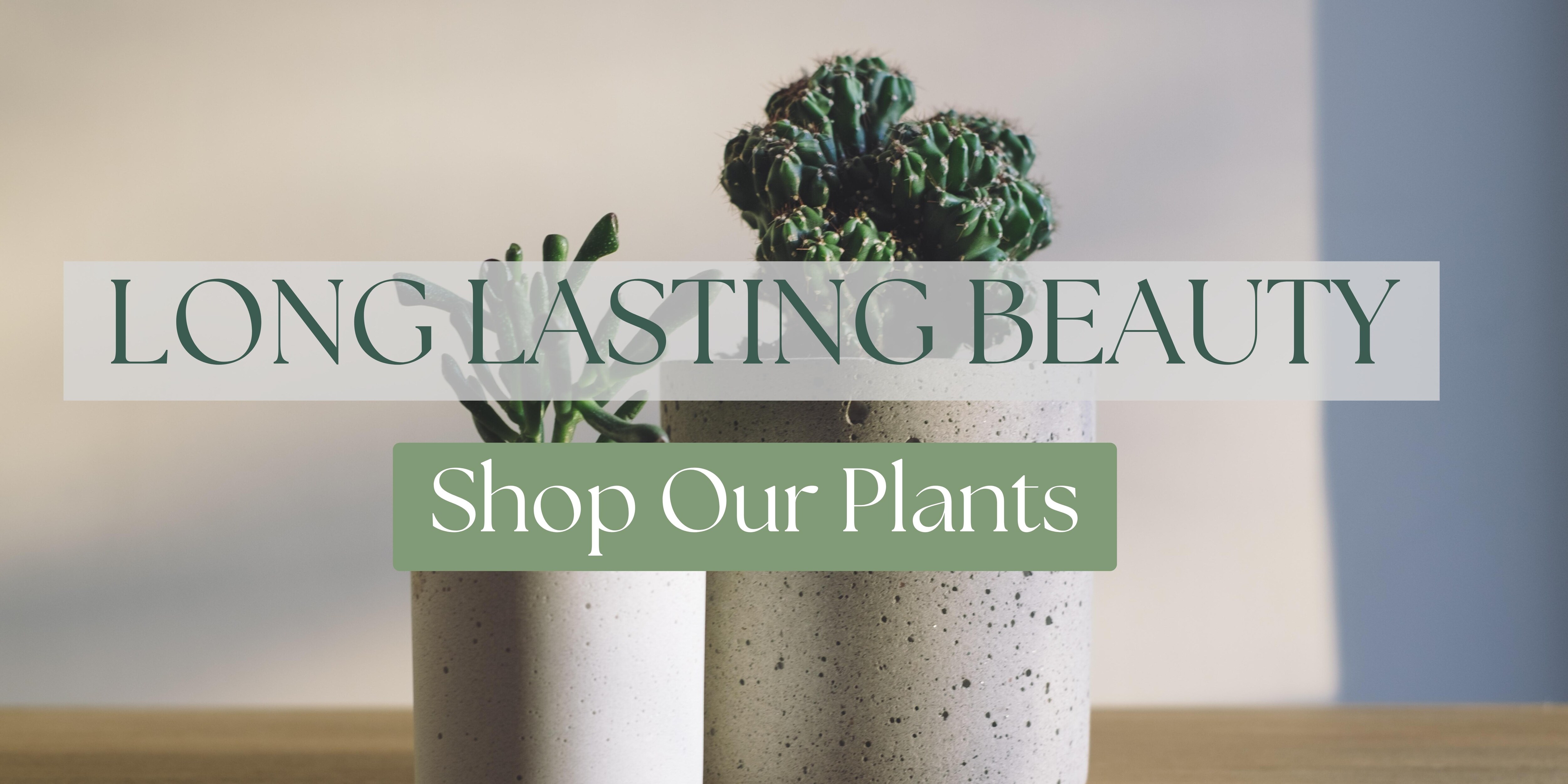 Explore Our Plant Collection, Shop Now